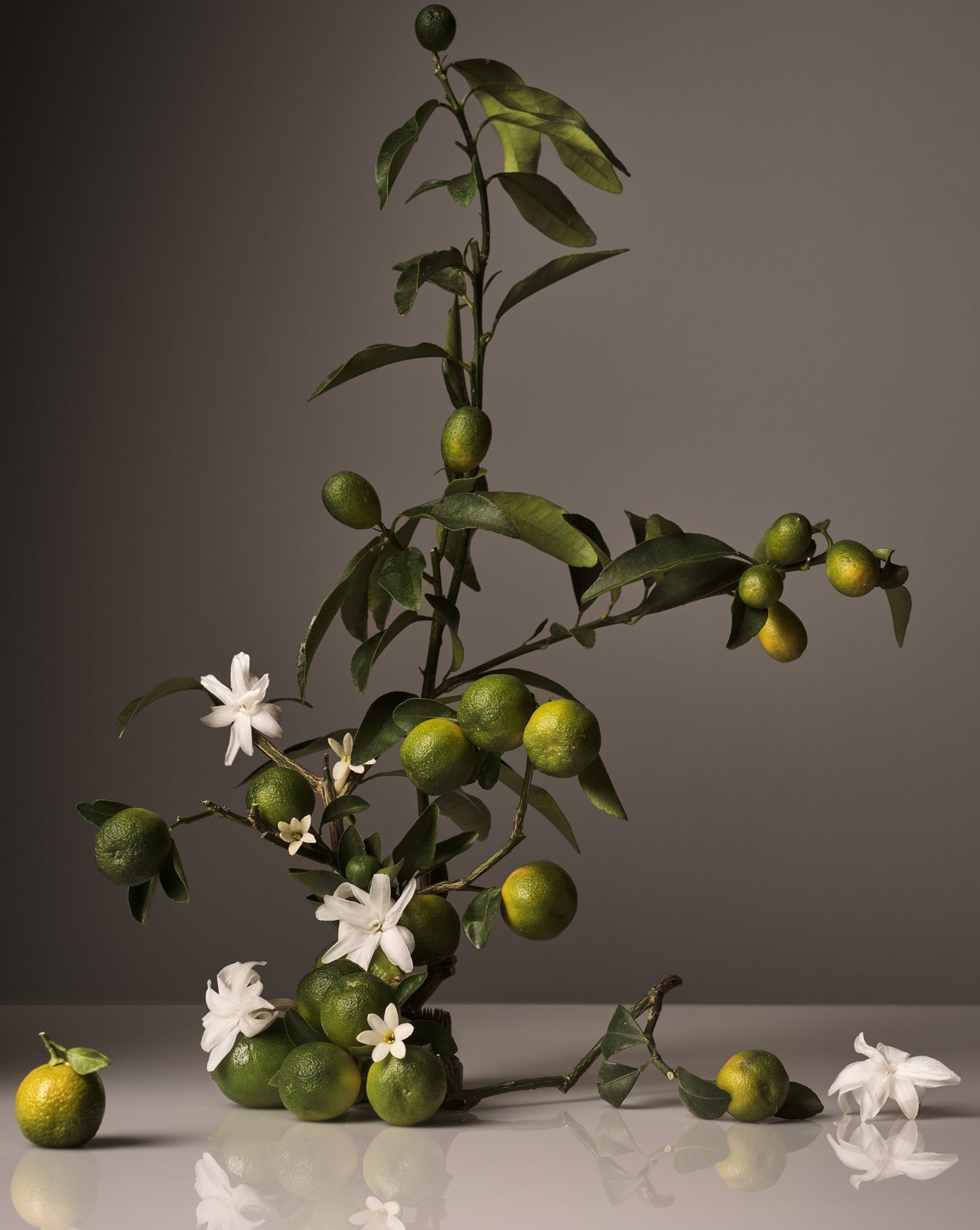lemon tree branch with green lemons and white flowers on a reflective surface.