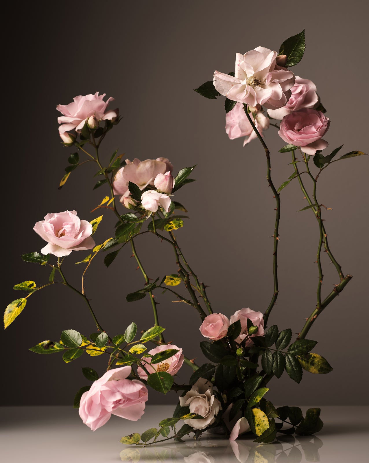 pink flowers with green leaves on a reflective surface and dark background