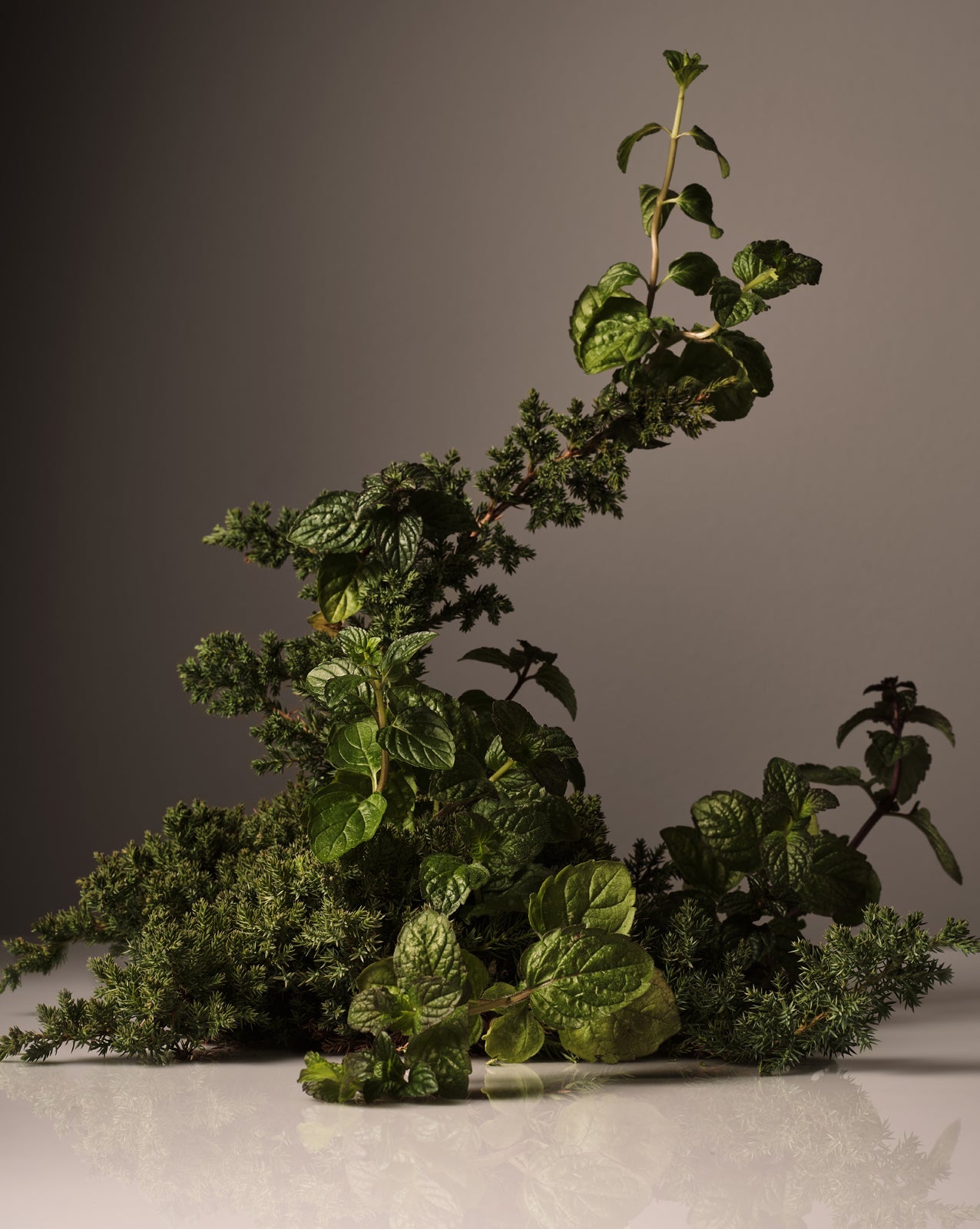 Green leafy plants on a gray background