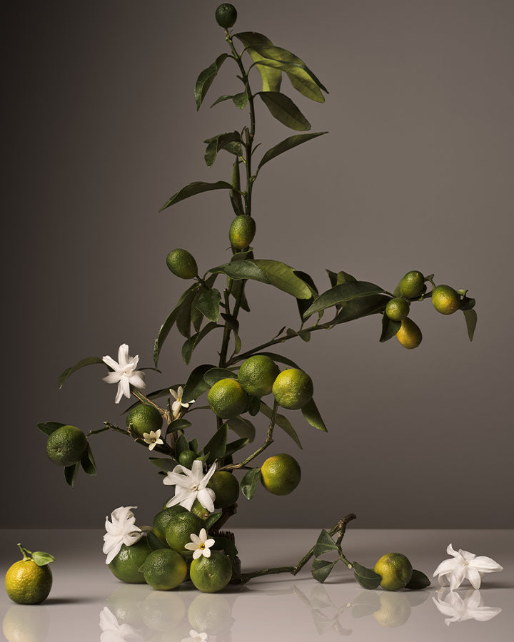 lemon tree branch with lemons and white flowers on a reflective surface.