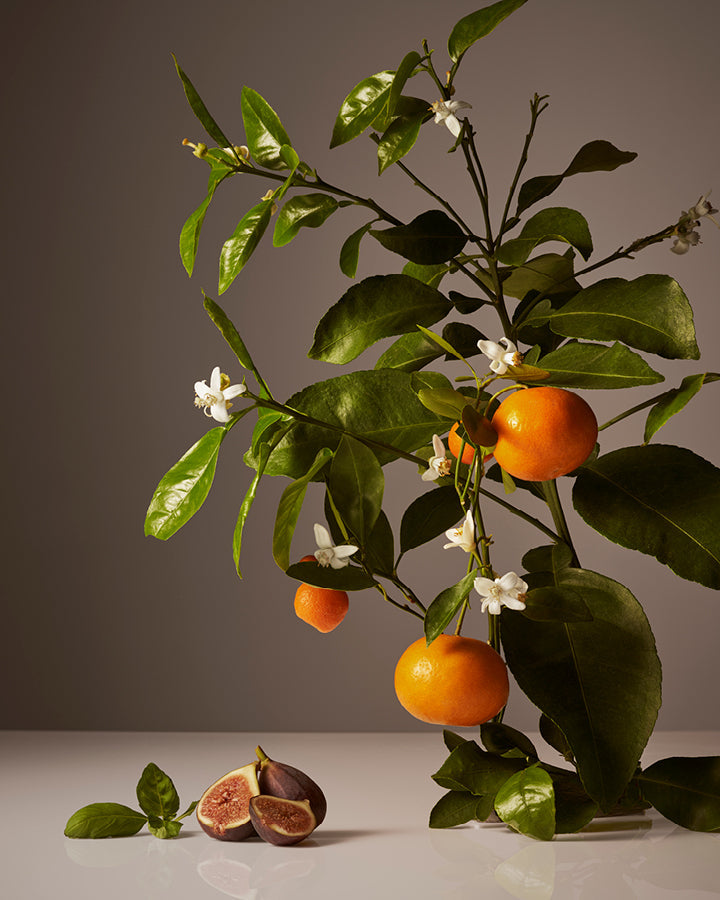 Oranges on a branch with green leaves and small white flowers against a gray background