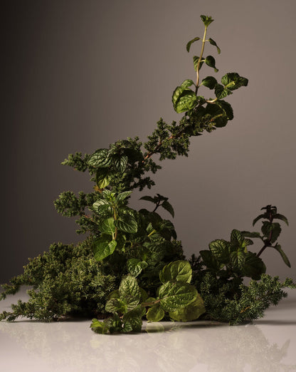 Green leafy plants on a gray background